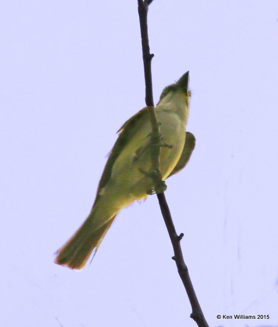 Thick-billed Kingbird, Portal, AZ, 8-16-15, Jp_5826.JPG