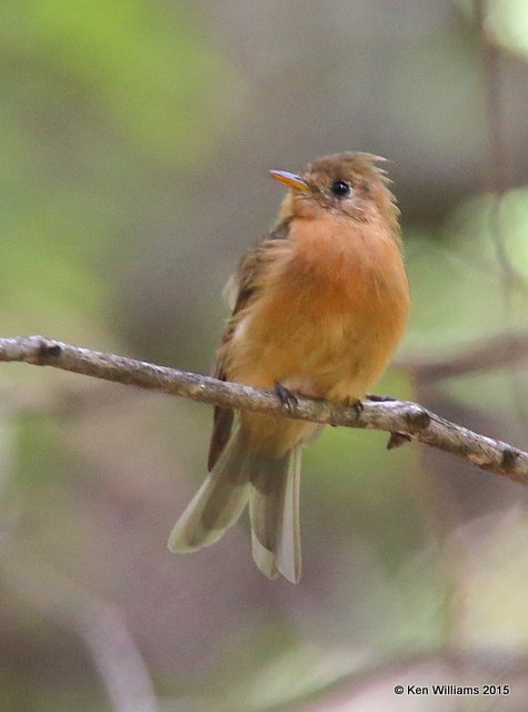 Tufted Flycatcher, Ramsey Canyon, AZ, 8-20-15, Jp_8779.JPG