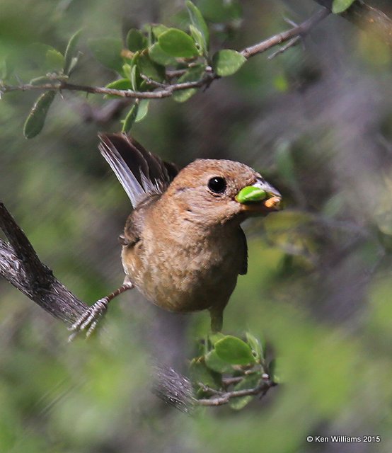 Varied Bunting female, California Gulch, AZ, 8-22-15, Jpp_0314.JPG