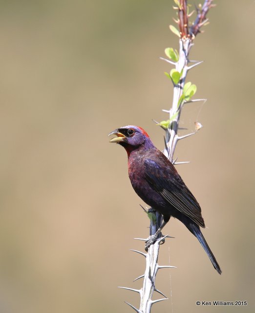 Varied Bunting male, California Gulch, AZ, 8-22-15, Jp_0383.JPG