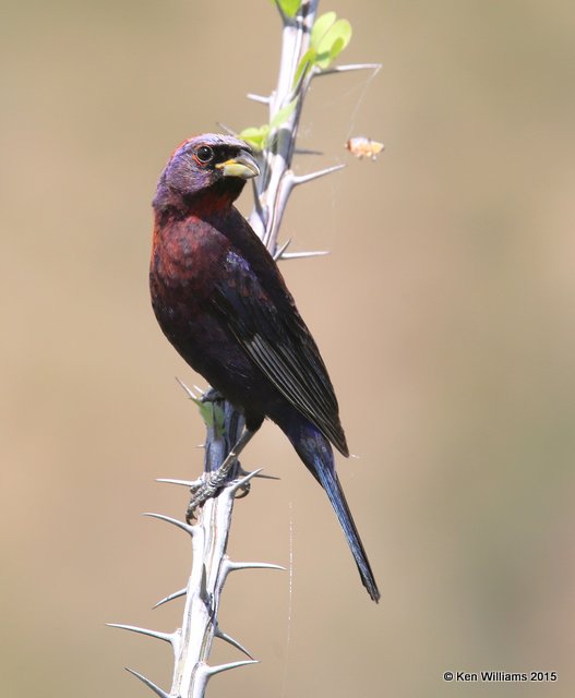 Varied Bunting male, California Gulch, AZ, 8-22-15, Jp_0391.JPG