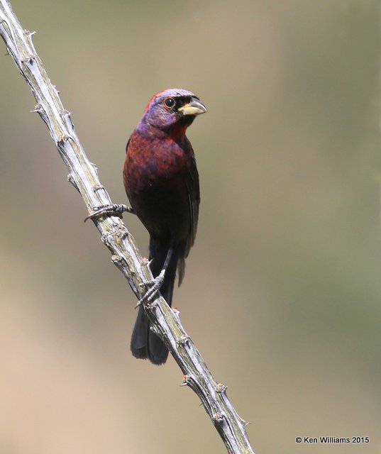 Varied Bunting male, California Gulch, AZ, 8-22-15, Jp_0410.JPG