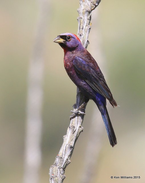 :Varied Bunting: