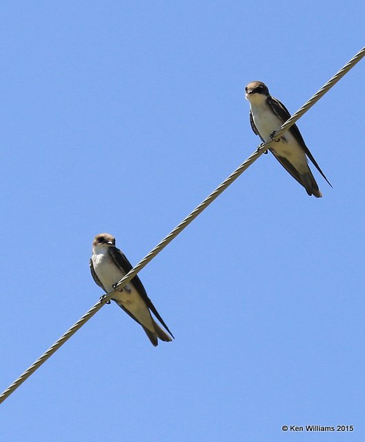Violet-green Swallows, Paradise, AZ, 8-19-15, Jp_7894.JPG