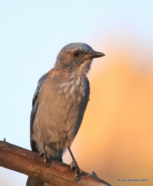 Woodhouse's Scrub-jay, Portal, AZ, 8-16-15, Jp_4938.JPG