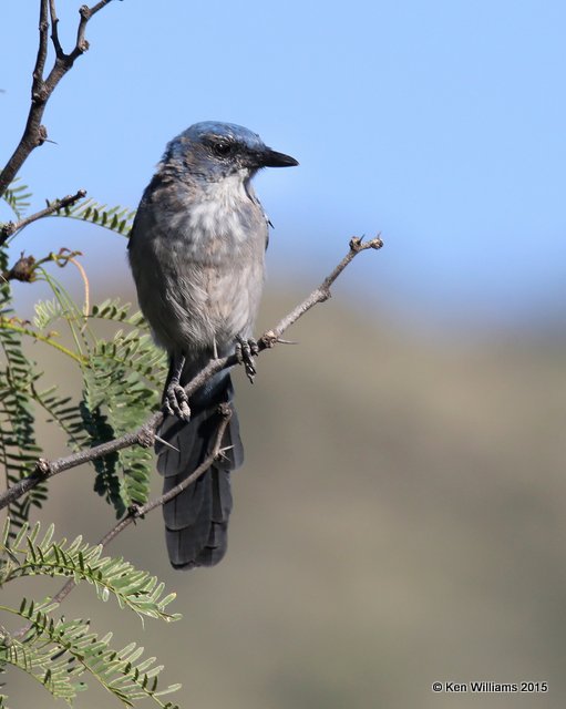 Woodhouse's Scrub-jay, Portal, AZ, 8-16-15, Jp_5085.JPG