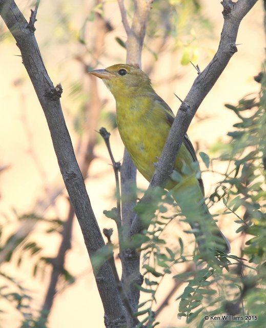 Western Tanager female, Portal, AZ, 8-16-15, Jp_4957.JPG