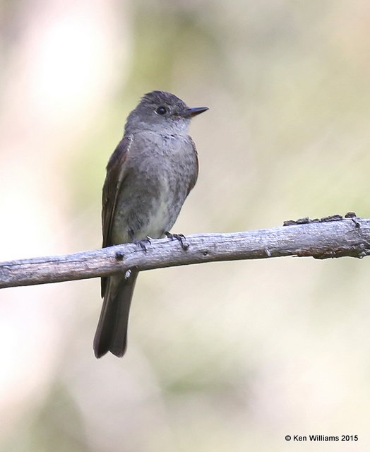 Western Wood Pewee, Ruidoso, NM, 8-14-15, Jp_4306.JPG
