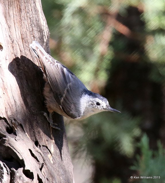 White-breasted Nuthatch, Paradise, AZ, 8-18-15, Jp_7256.JPG