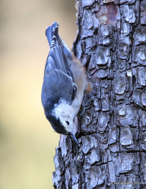 White-breasted Nuthatch, Paradise, AZ, 8-19-15, Jp_7644.JPG