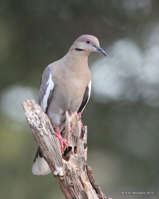 White-winged Dove, Battiste's B&B, Hereford,  AZ 8-20-15, Jp_8173.JPG