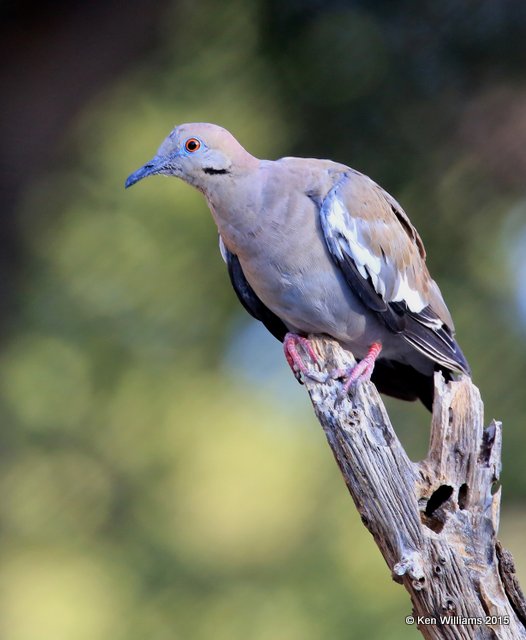 White-winged Dove, Battiste's B&B, Hereford,  AZ 8-20-15, Jp_8320.JPG