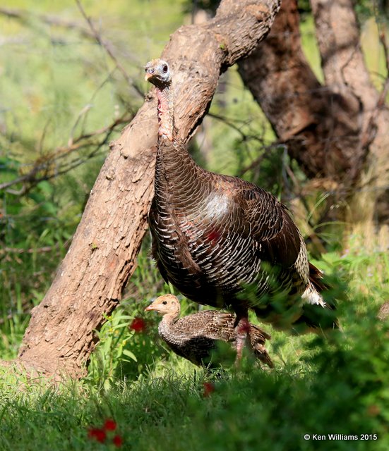 Wild Turkey hen & poult - Goulds subspecies, Ash Canyon B&B, Herford, AZ, 8-21-15, Jp_9452.JPG