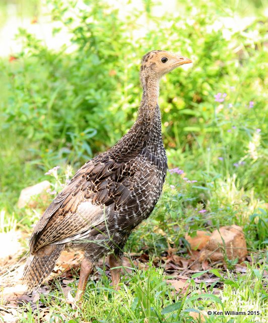 Wild Turkey poult - Goulds subspecies, Ash Canyon B&B, Herford, AZ, 8-21-15, Jp_9461.JPG