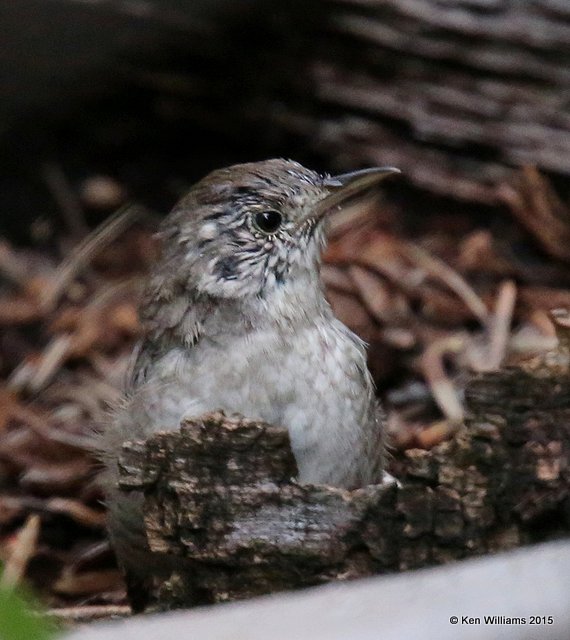 Winter Wren, Ramsey Canyon, AZ, 8-20-15, Jp_8848.JPG