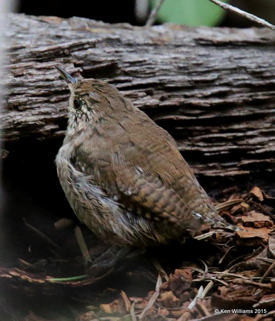 Winter Wren, Ramsey Canyon, AZ, 8-20-15, Jp_8863.JPG