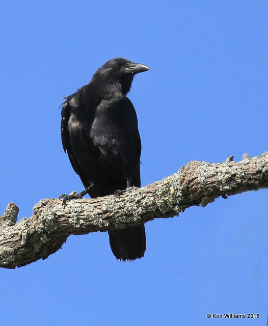American Crow, Wagoner Co, OK, 10-8-15, Jp_37034.JPG