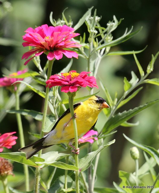 American Goldfinch male, Rogers Co yard, OK, 8-1-15, Jp_32529.JPG