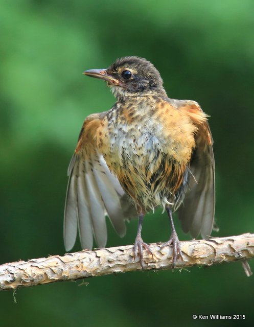 American Robin fledgling, Rogers Co yard, OK, 7-2-15, Jp_32101.JPG