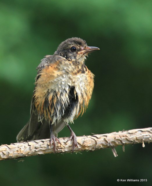 American Robin fledgling, Rogers Co yard, OK, 7-2-15, Jp_32103.JPG