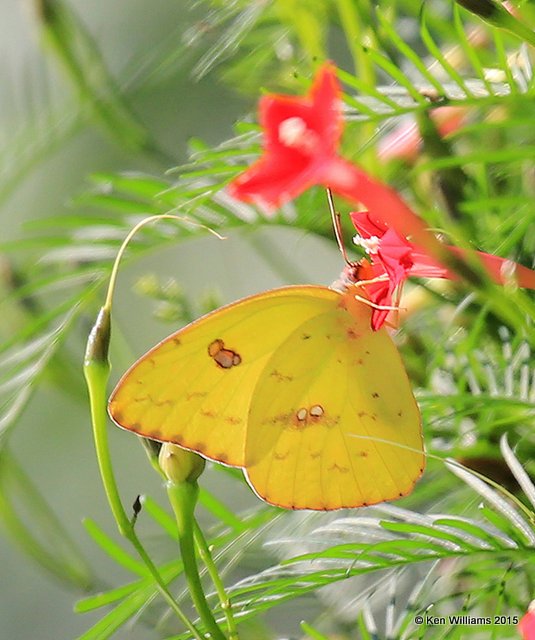 Cloudless Sulphur, Rogers Co yard, OK, 9-27-15, Jp_35171.JPG