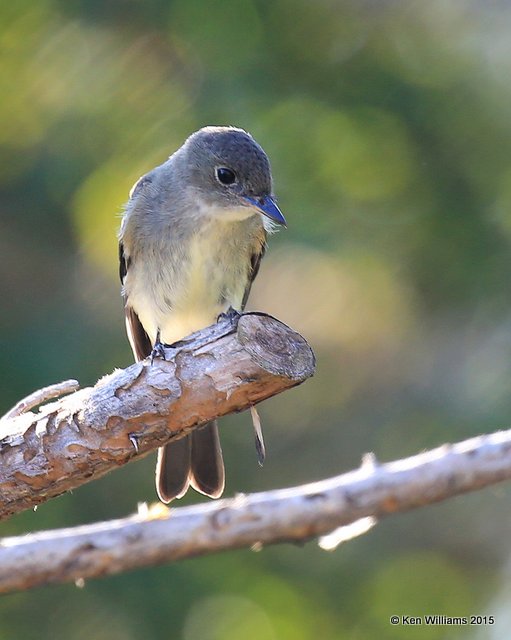 Eastern Wood Pewee, Rogers Co yard, OK, 9-27-15, Jp_35090.JPG