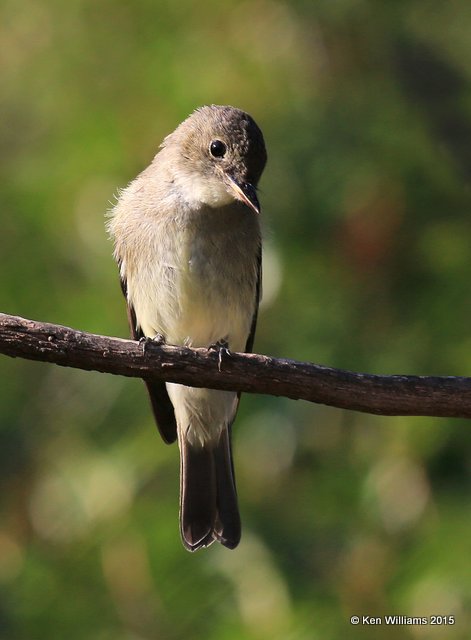 Eastern Wood Pewee, Rogers Co yard, OK, 9-27-15, Jp_35127.JPG