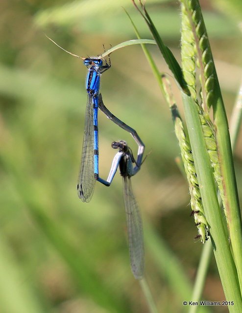 Familliar Bluet pair, Sooner Lake, OK, 9-28-15, Jp_35949.JPG
