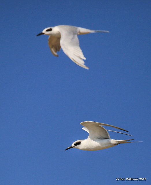 Forster's Tern adult winter plumage, Wagoner Co, OK, 10-8-15, Jp_36903.JPG