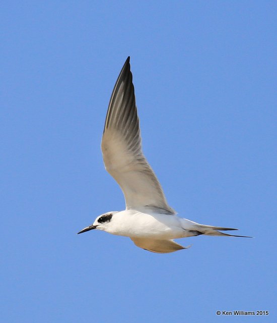 Forster's Tern adult winter plumage, Wagoner Co, OK, 10-8-15, Jp_36906.JPG
