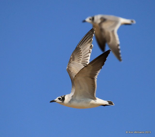 Franklin's Gull first-cycle, Wagoner Co, OK, 10-8-15, Jp_36872.JPG