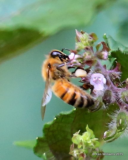 Honey Bee, Tulsa Co, OK, 9-14-15, Jp_34584.JPG