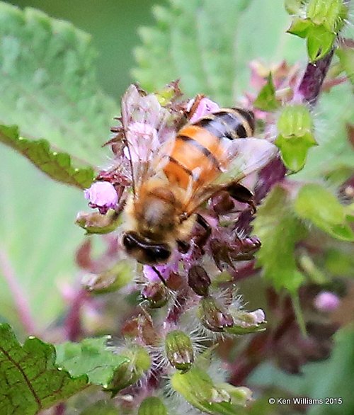 Honey Bee, Tulsa Co, OK, 9-14-15, Jp_34588.JPG
