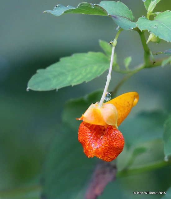 Jewelweed, Delaware Co, OK, 8-6-15, Jp_32559.JPG