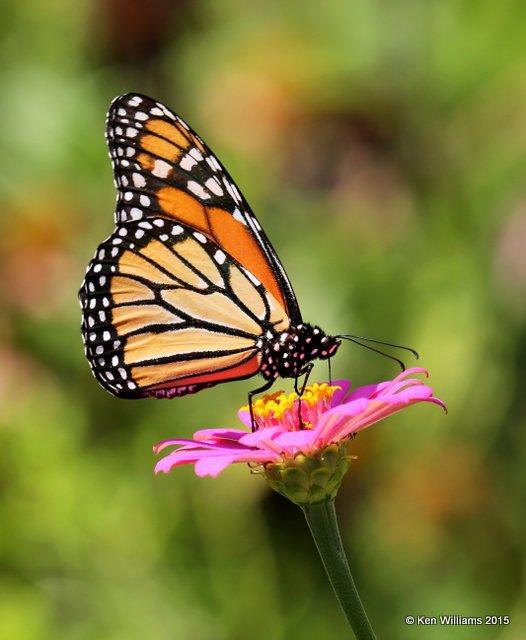 Monarch, Rogers Co yard, OK, 8-11-15, Jps_32768.JPG