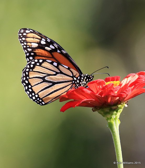 Monarch, Rogers Co yard, OK, 9-27-15, Jp_35264.JPG