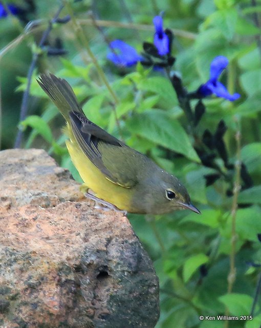 Mourning Warbler female, Rogers Co yard, OK, 9-7-15, Jp_33403.JPG