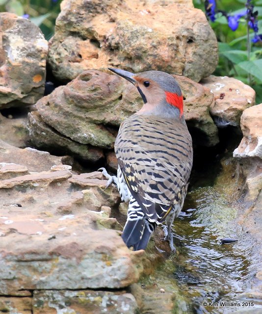 Northern Flicker yellow shafted male, Rogers Co yard, OK, 9-30-15, Jp_36051.JPG