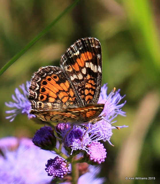 Phaon Crescent, Kay Co, OK, 9-28-15, Jp_35806.JPG