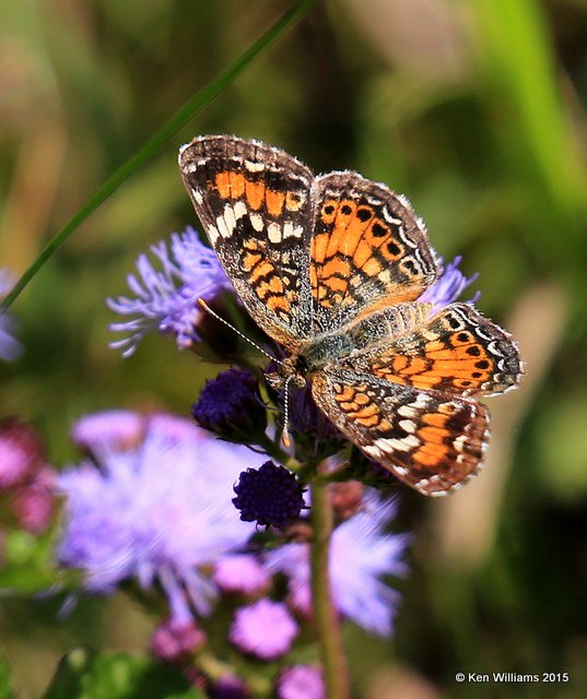 Phaon Crescent, Kay Co, OK, 9-28-15, Jp_35811.JPG