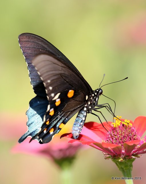 Pipevine Swallowtail, Rogers County yard, OK, 8-6-15, Jp_32698.JPG