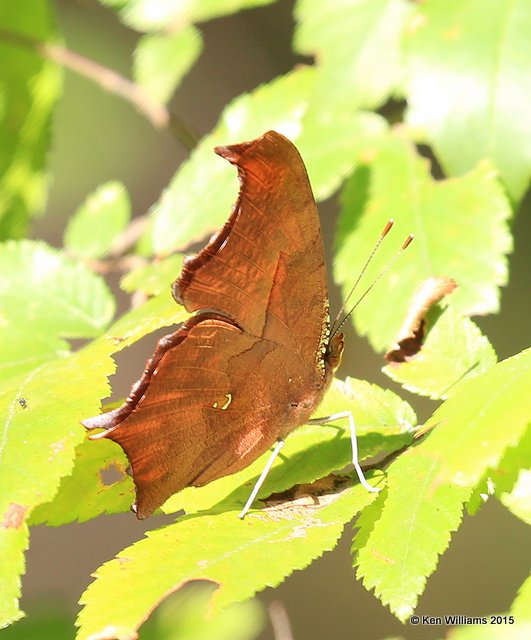 Question Mark, Tulsa Co, OK 9-22-15, Jp_34839.JPG