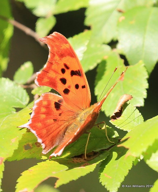 Question Mark, Tulsa Co, OK 9-22-15, Jp_34840.JPG