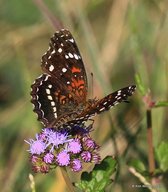 Texan Crescent, Kay Co, OK, 9-28-15, Jp_35719.JPG