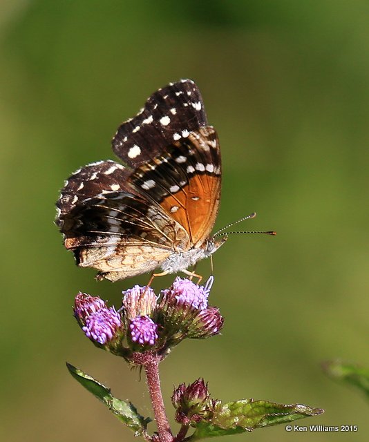 Texan Crescent, Kay Co, OK, 9-28-15, Jp_35740.JPG