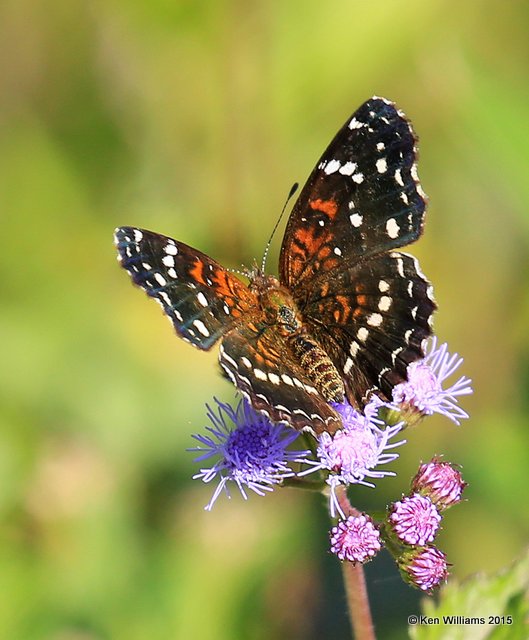 Texan Crescent, Kay Co, OK, 9-28-15, Jp_35761.JPG