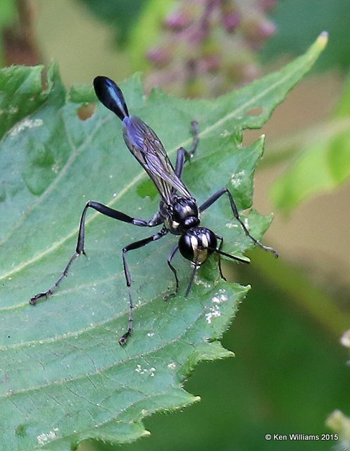 Wasp, Zethus spinipes, Tulsa Co, OK, 9-14-15, Jp_34575.JPG