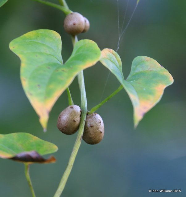 Wild Potato Vine fruit, Delaware Co, OK, 8-31-15, Jp_33024.JPG