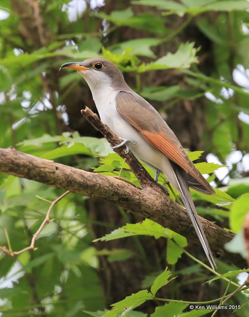 Yellow-billed Cuckoo, Tulsa Co, OK, 9-14-15, Jp_34606.JPG