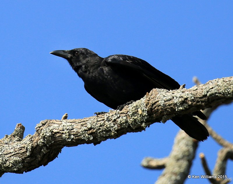 American Crow, Wagoner Co, OK, 10-8-15, Jp_37054.JPG
